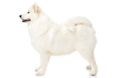 Arquivo:File 22946 Samoyed-dog-breed.jpg